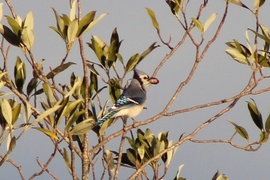 Blue Jay - ML647085232