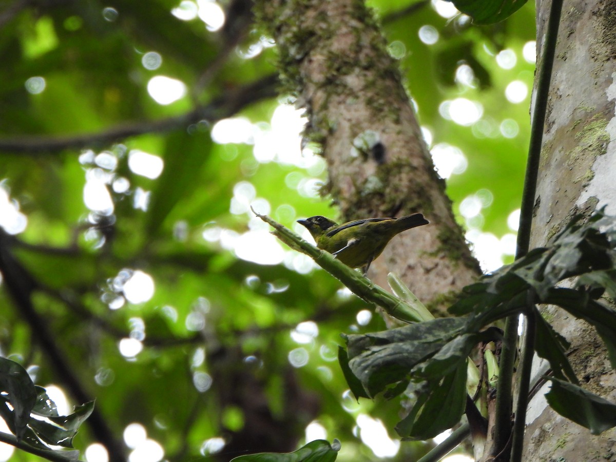 Green-and-gold Tanager - ML647085237