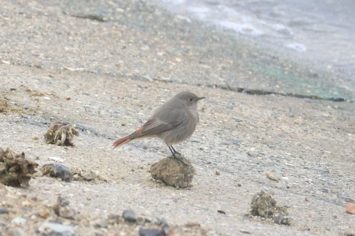 Black Redstart - ML647085238