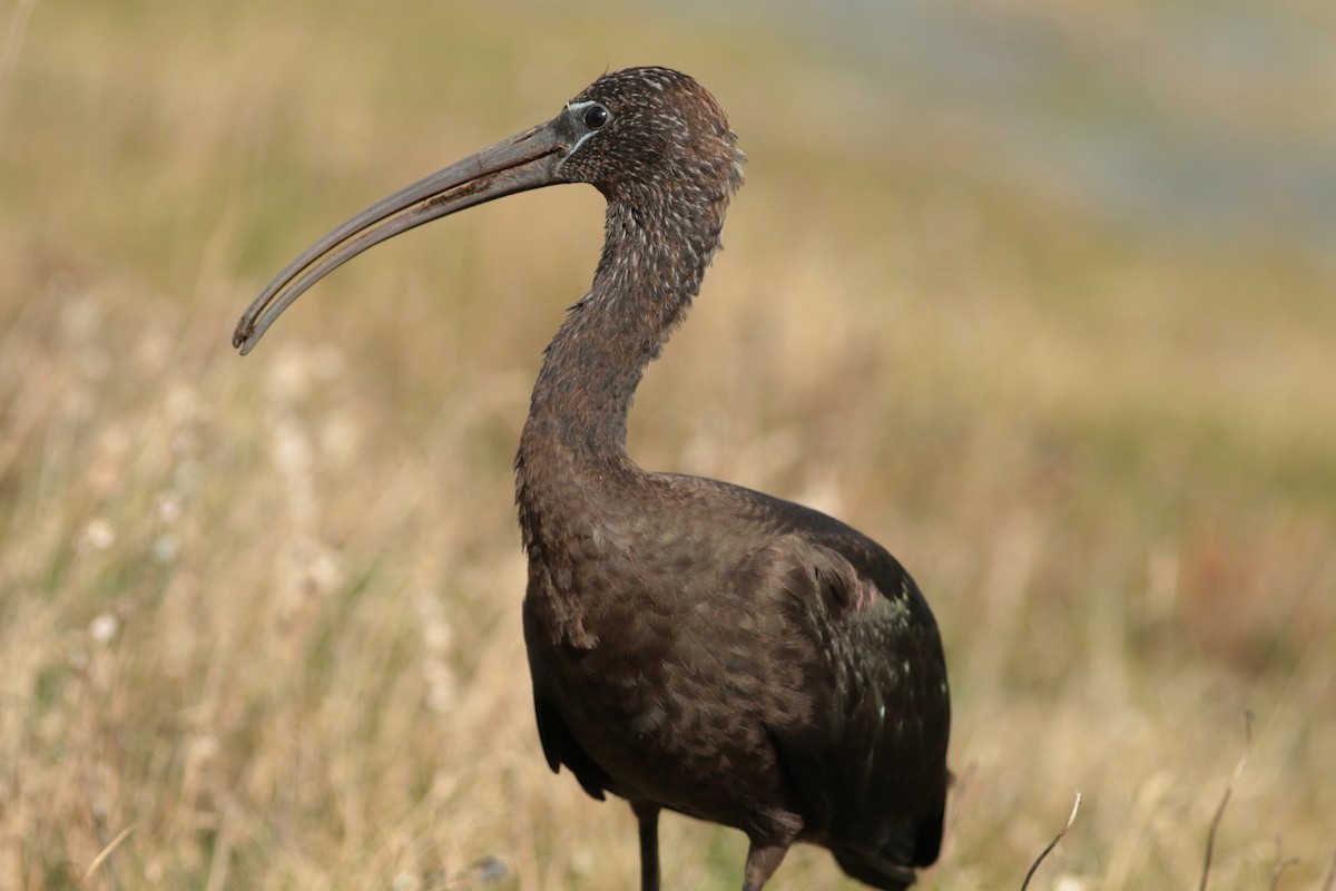 Glossy Ibis - ML647085239
