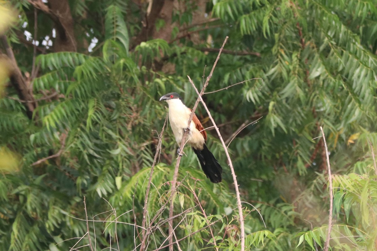 Senegal Coucal - ML647085240