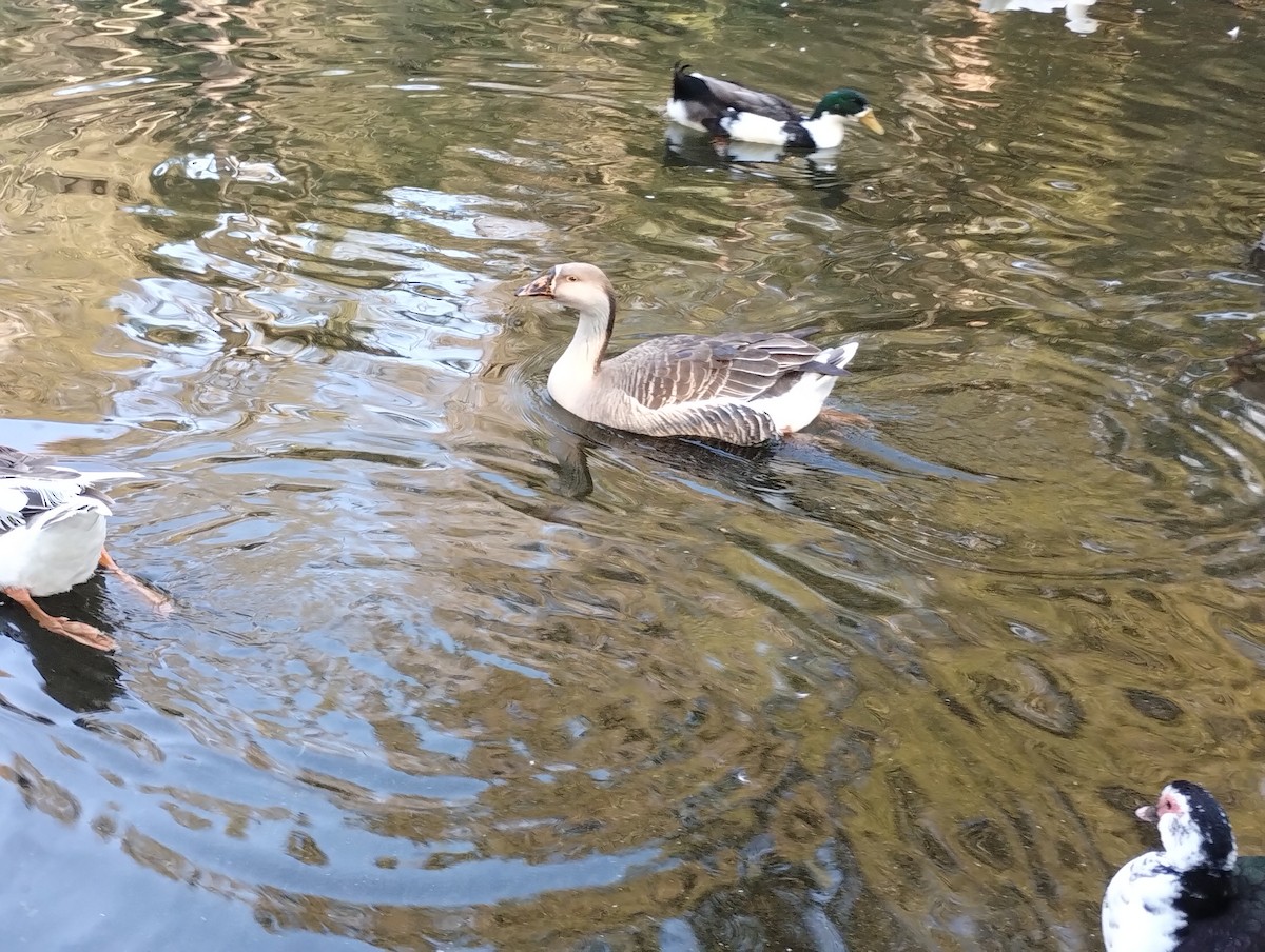 灰雁(馴化) - ML647085245