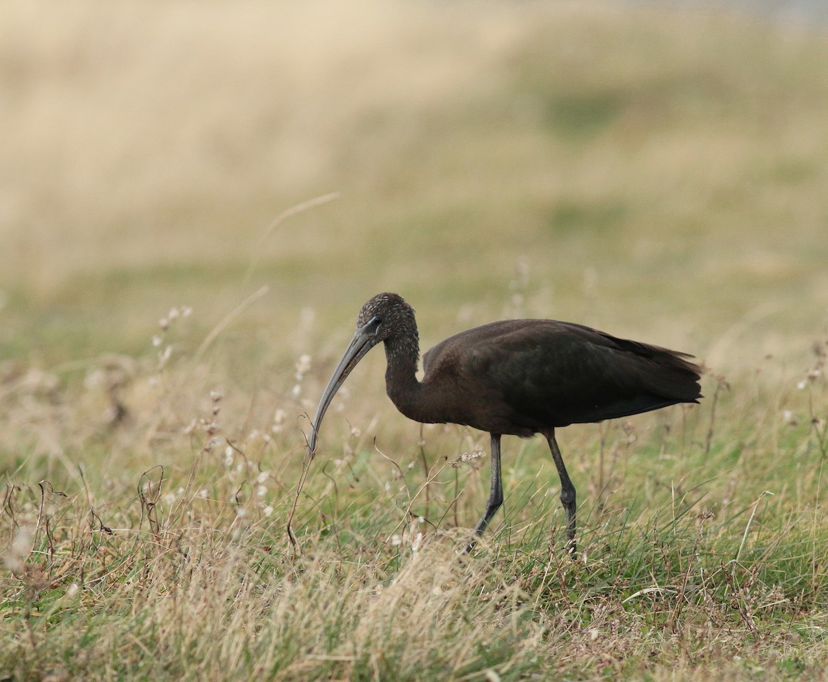 Glossy Ibis - ML647085248