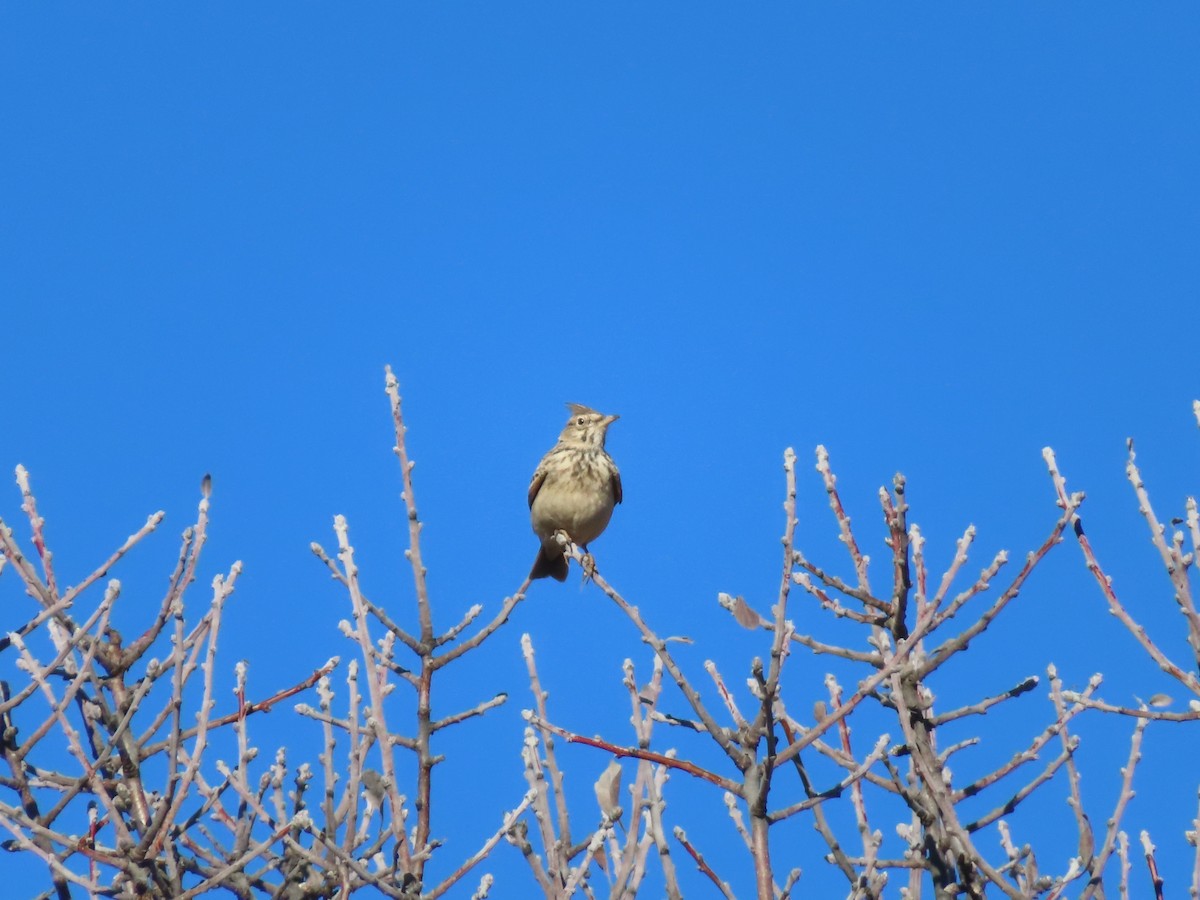 Crested Lark - ML647085249