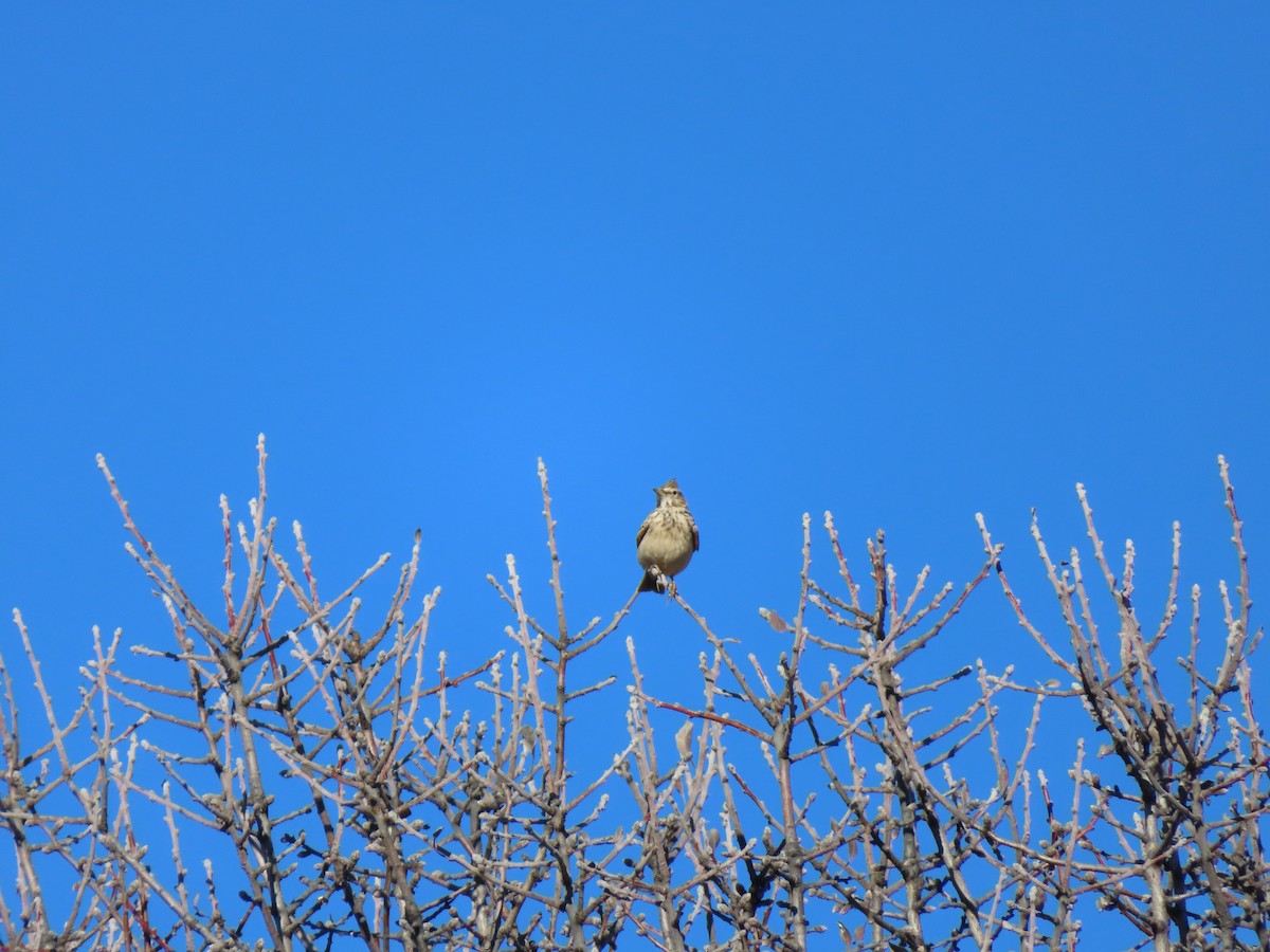 Crested Lark - ML647085250