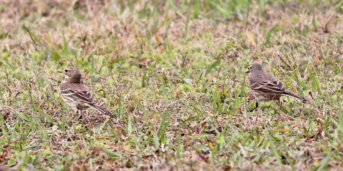 American Pipit - ML647085253