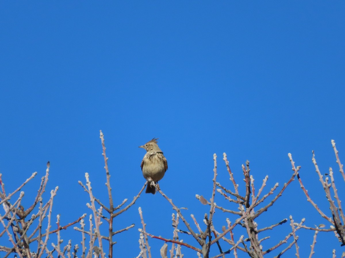 Crested Lark - ML647085256