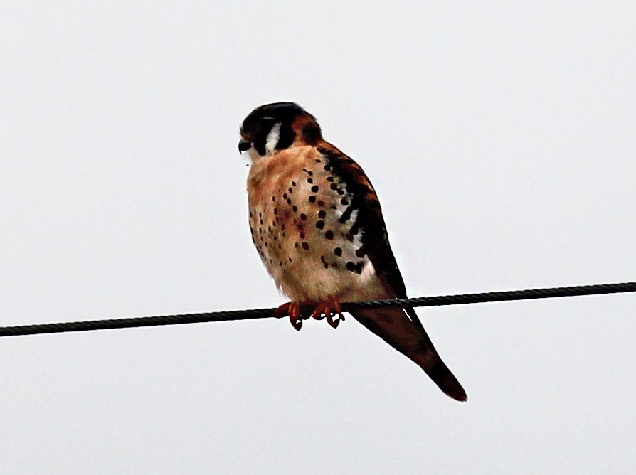 American Kestrel - ML647085261