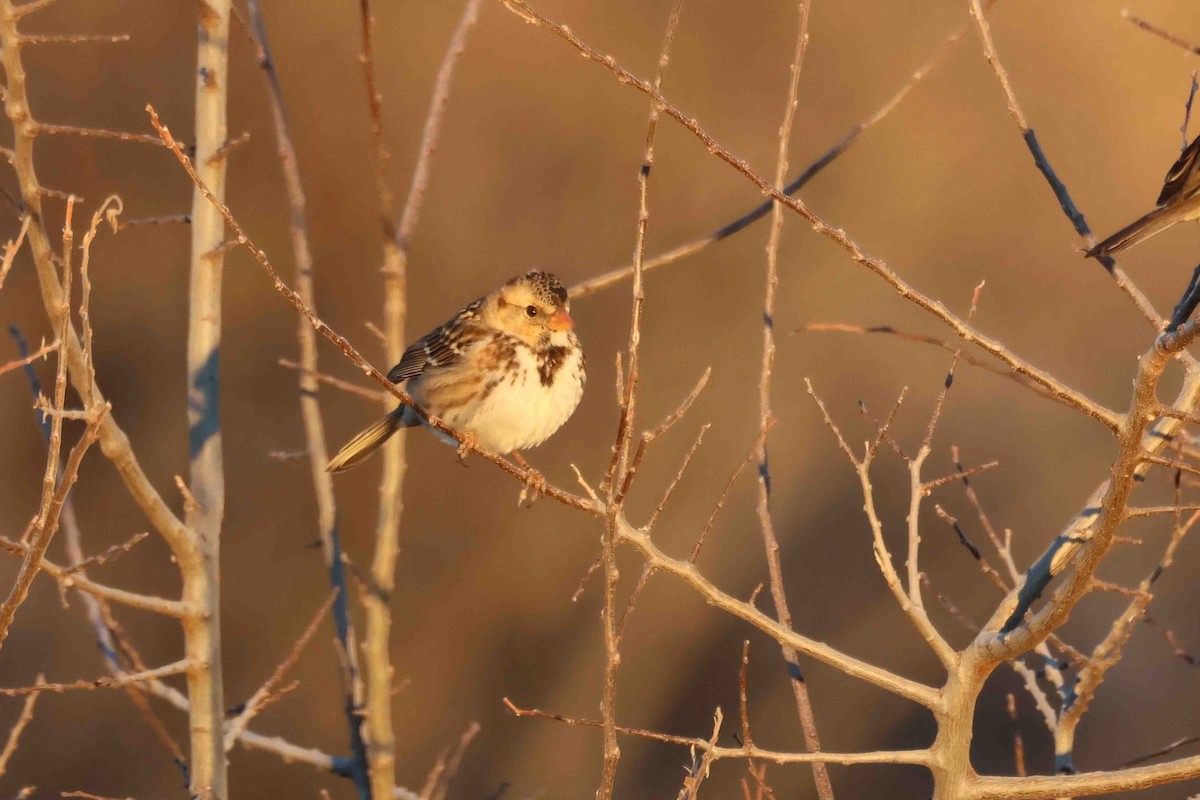 Harris's Sparrow - ML647085263