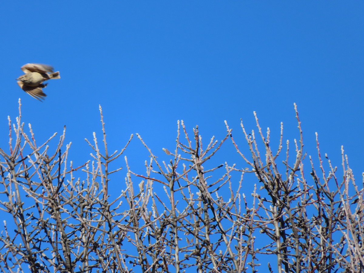 Crested Lark - ML647085267