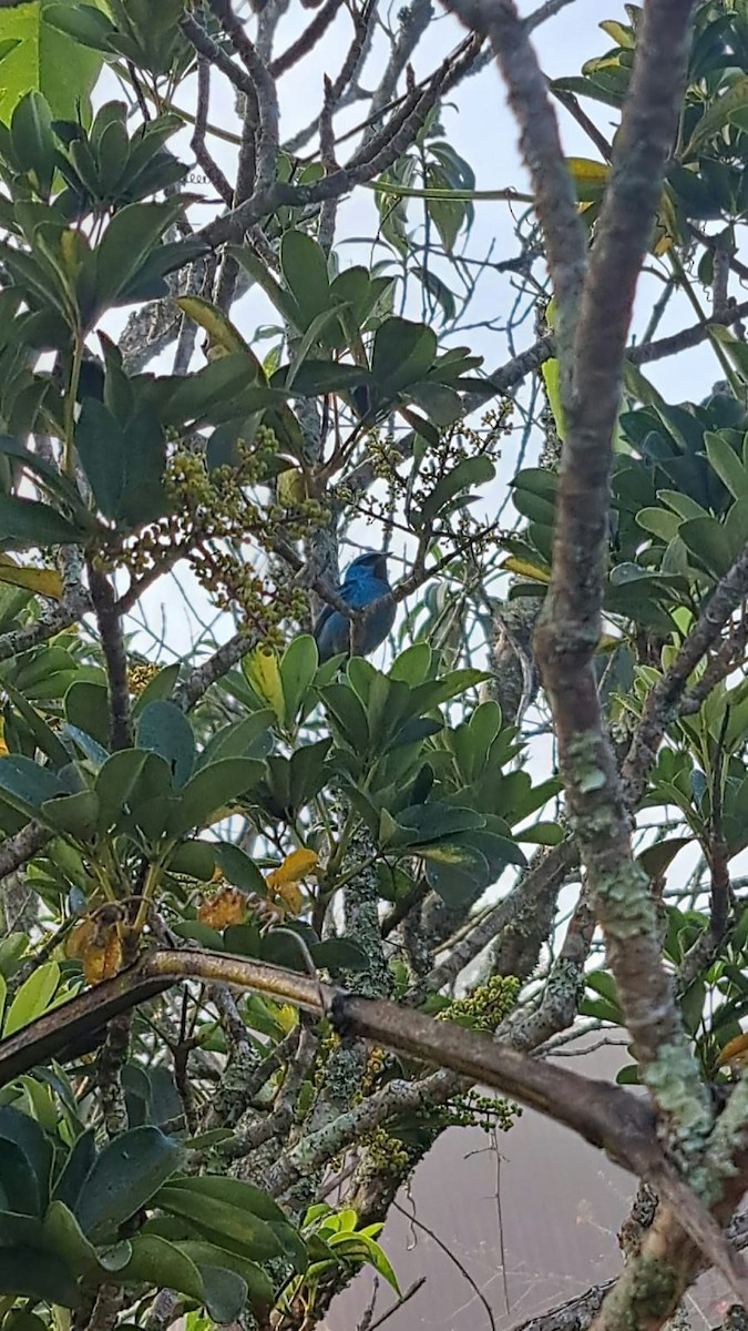 Blue Dacnis - ML647085269