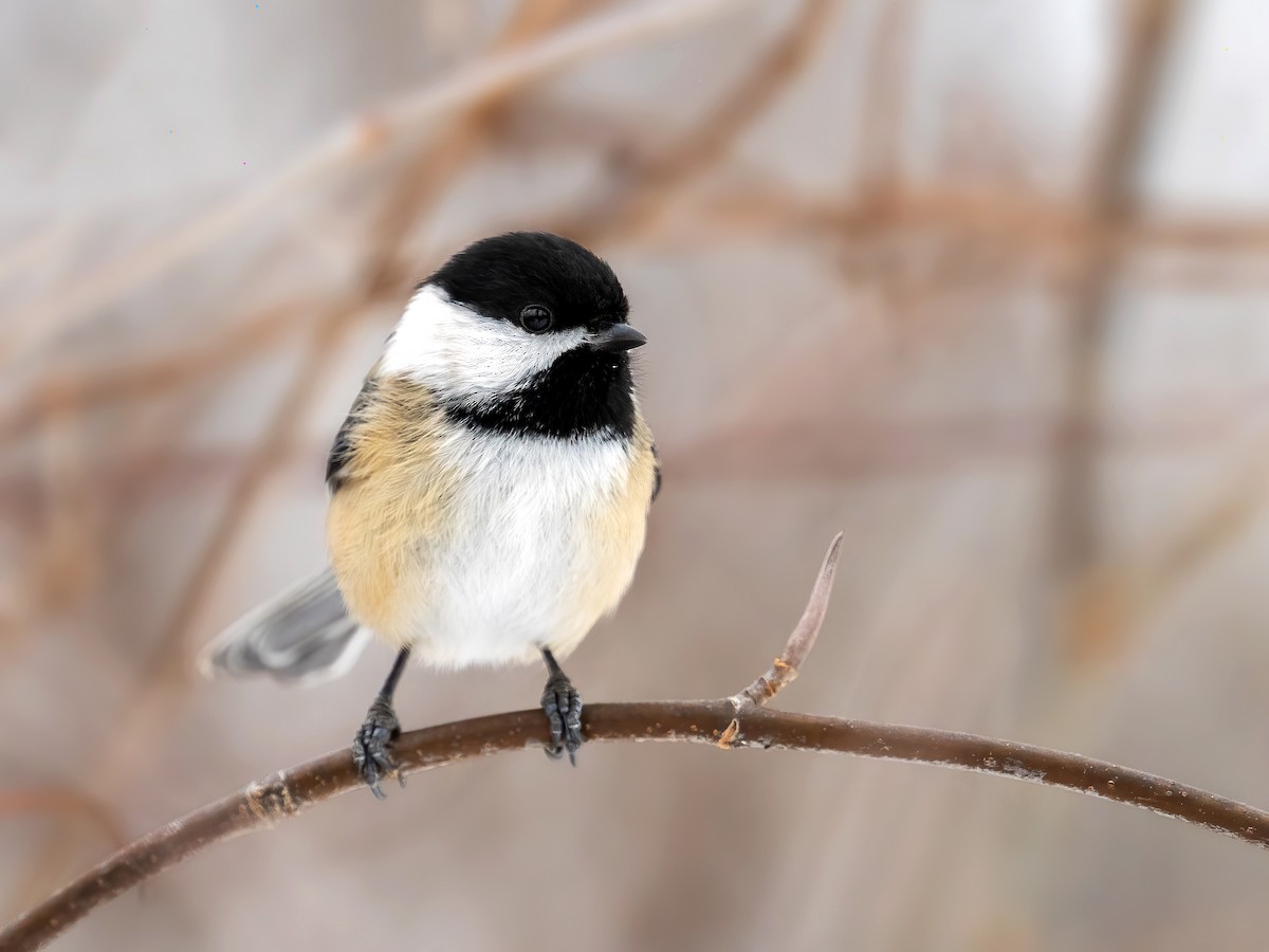 Black-capped Chickadee - ML647085270