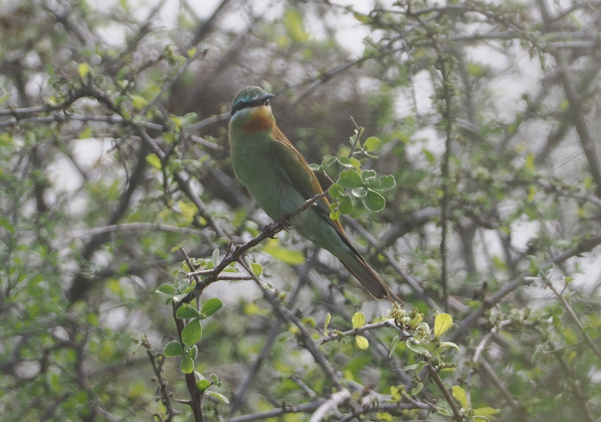 vlha modrolící - ML647085271