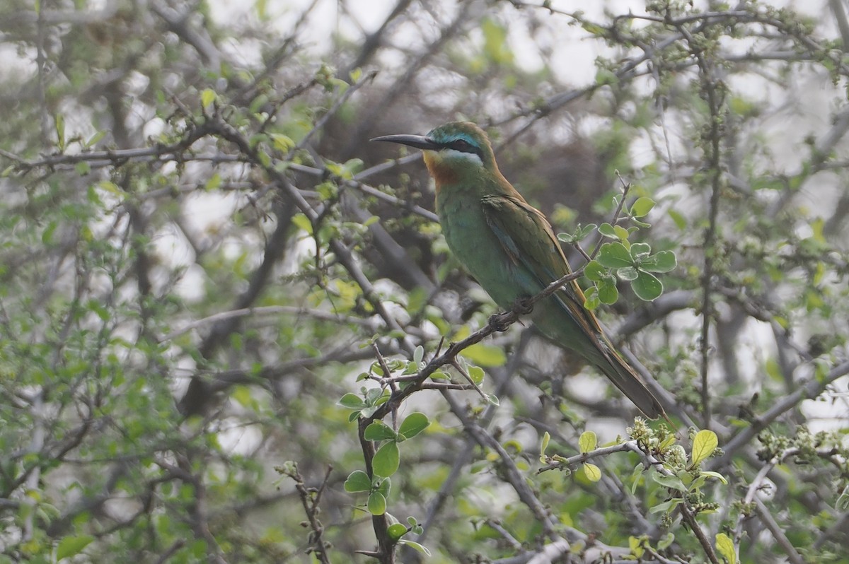 vlha modrolící - ML647085272