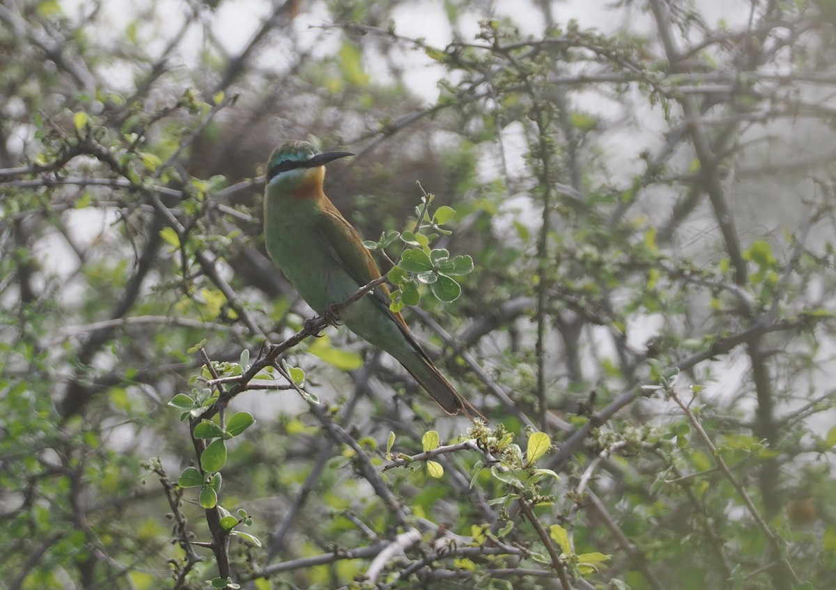 vlha modrolící - ML647085273