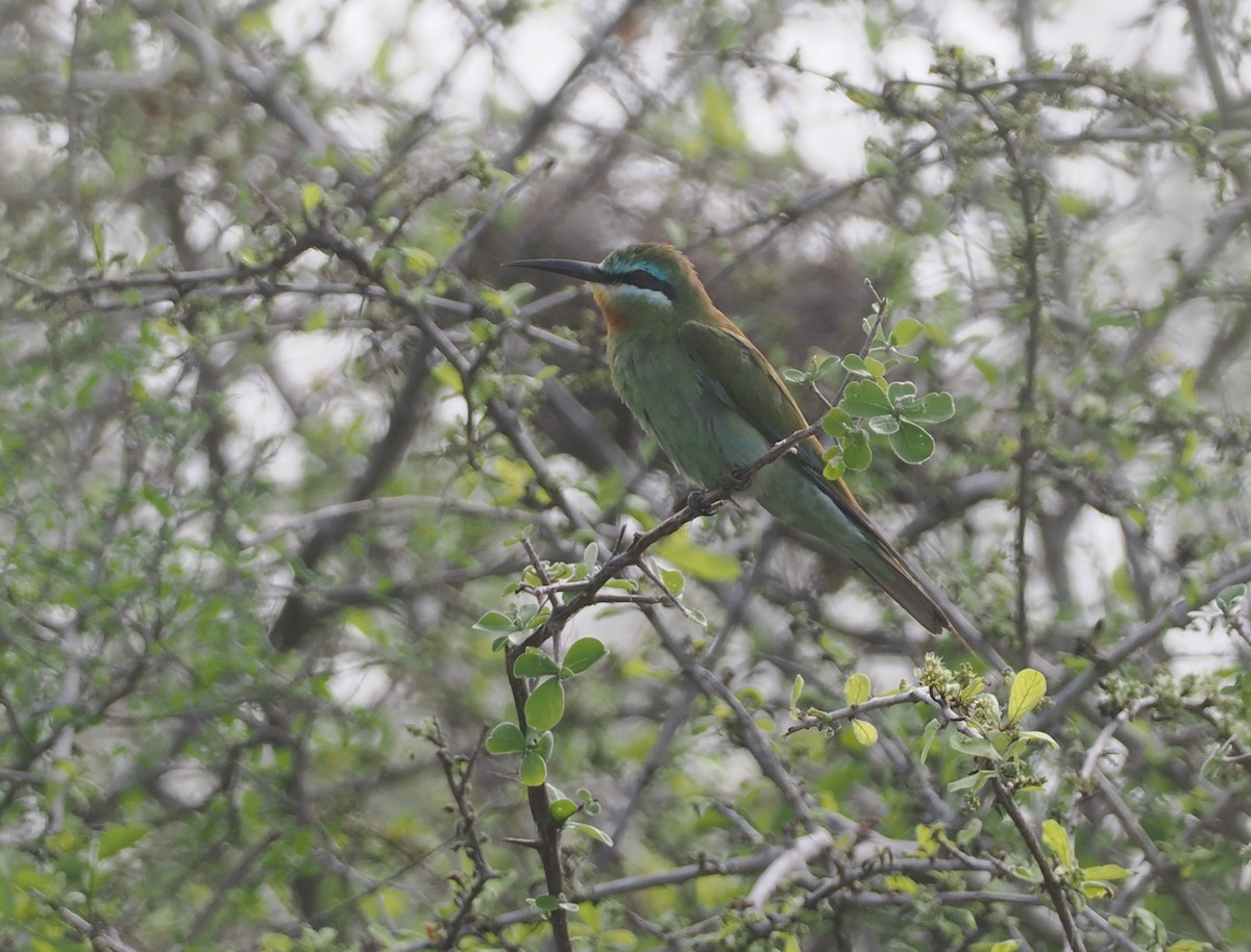 vlha modrolící - ML647085274