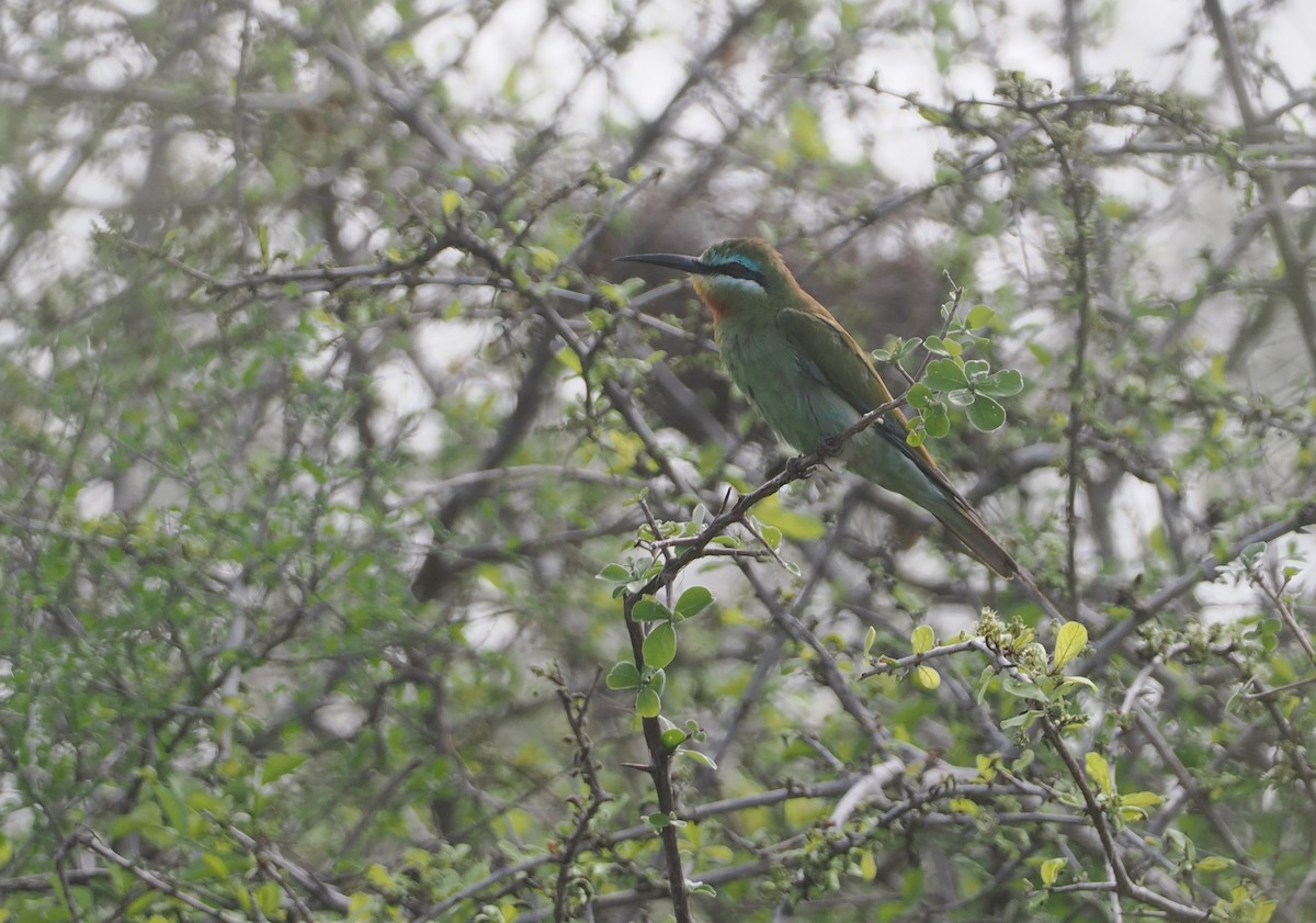 vlha modrolící - ML647085275