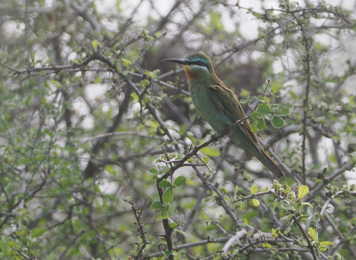 vlha modrolící - ML647085276