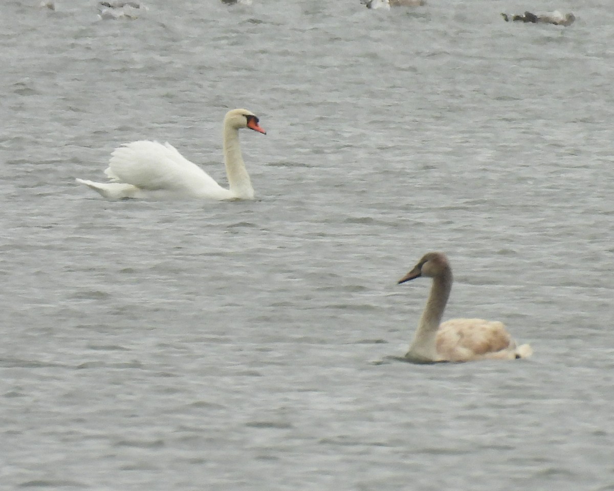 Лебідь-шипун - ML647085277