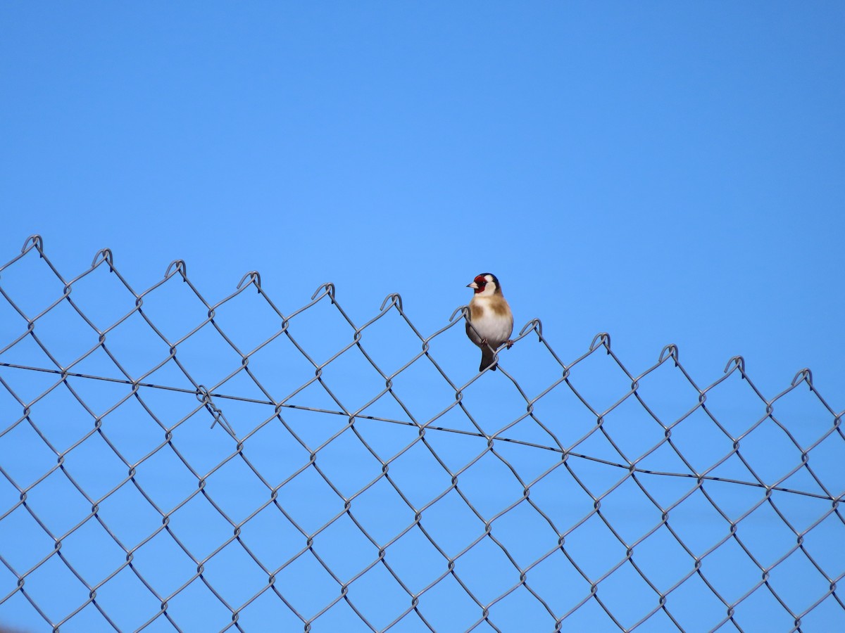 stehlík obecný - ML647085298