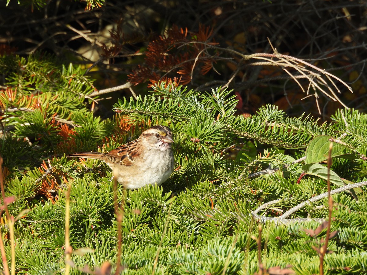 White-throated Sparrow - ML647085301