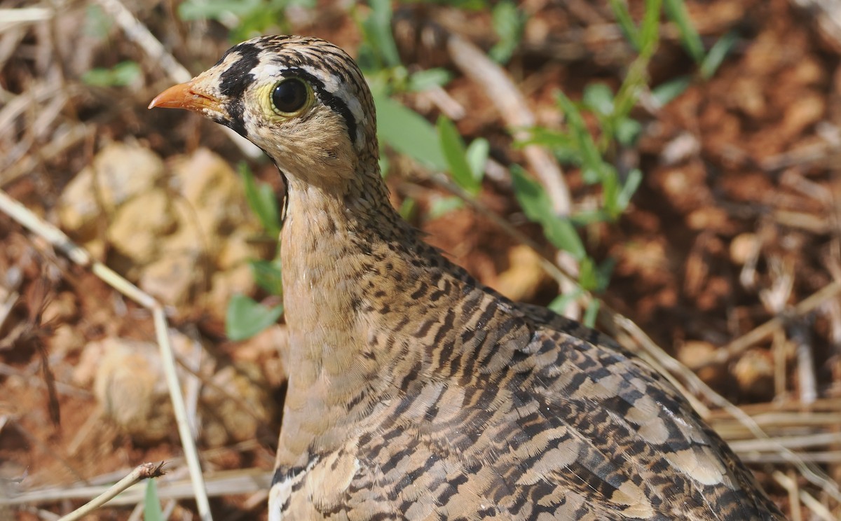 Schmuckflughuhn - ML647085309