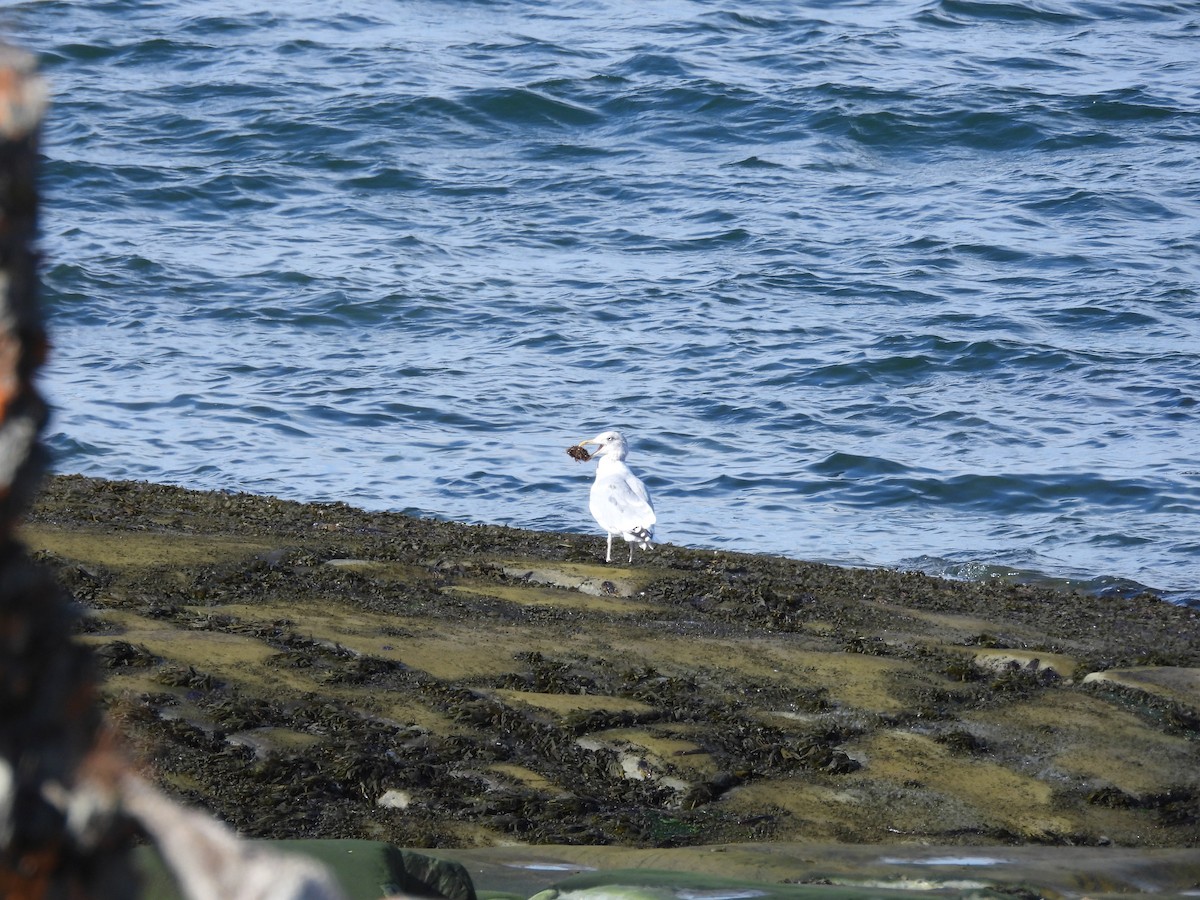 American Herring Gull - ML647085317