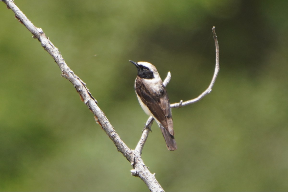 Eastern Black-eared Wheatear - ML647085320