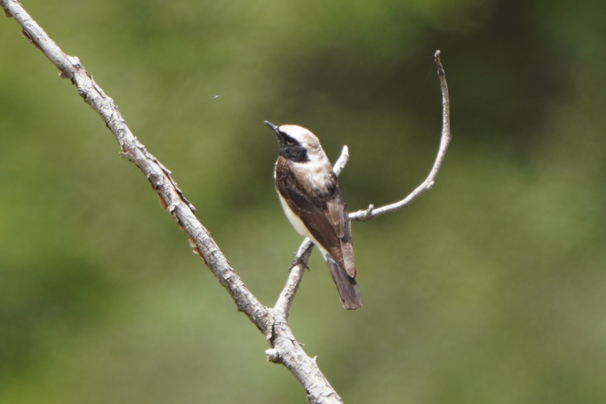 Eastern Black-eared Wheatear - ML647085321