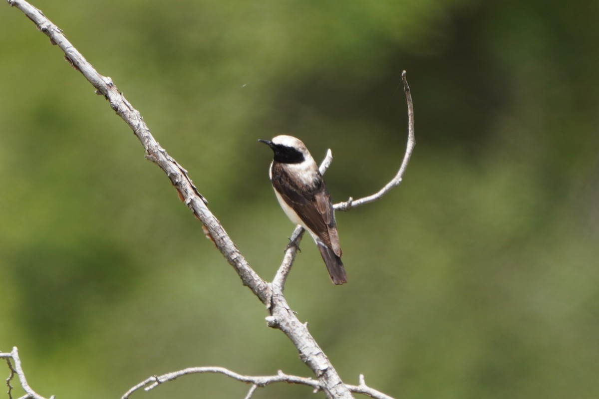 Eastern Black-eared Wheatear - ML647085322