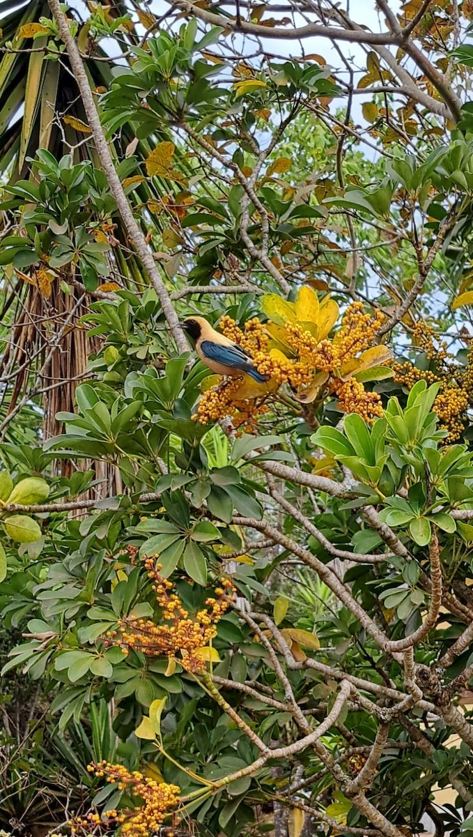 Burnished-buff Tanager - ML647085323