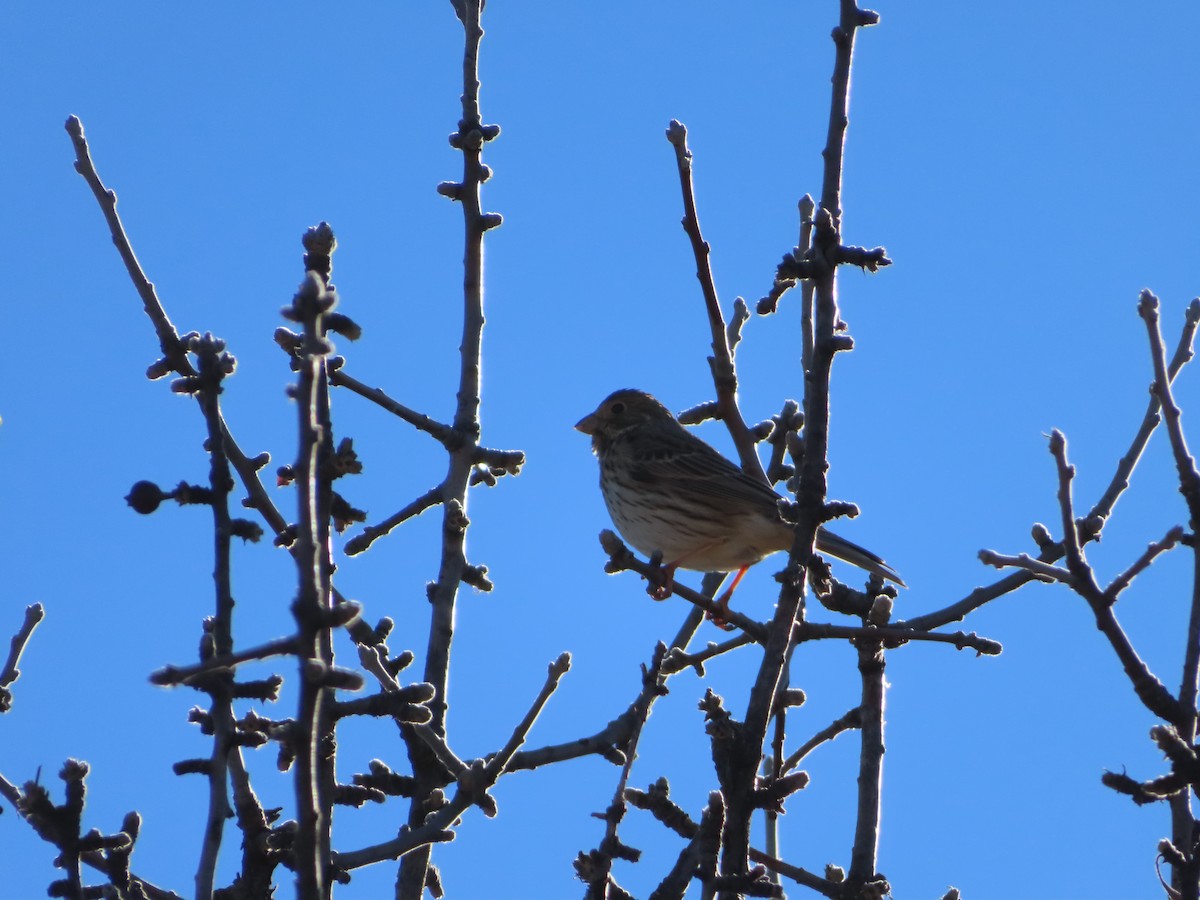 strnad luční - ML647085328