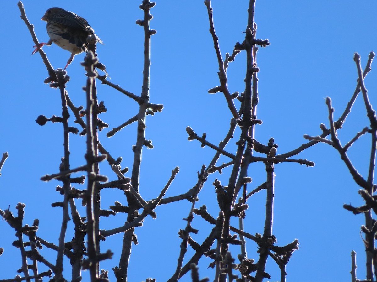 strnad luční - ML647085329