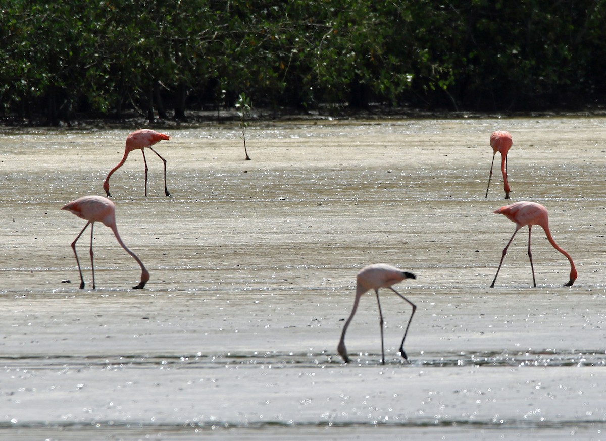 American Flamingo - ML647085330