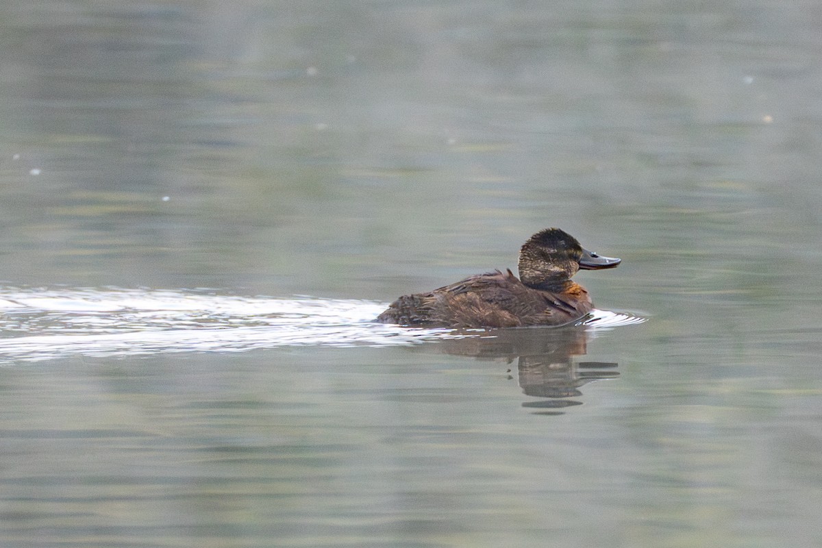 Andean Duck (andina) - ML647085334