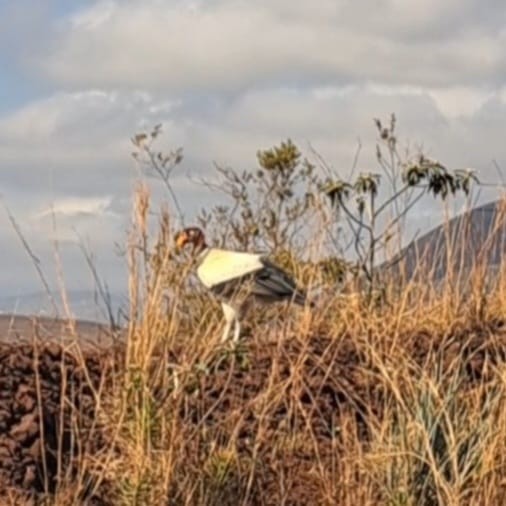 King Vulture - ML647085339