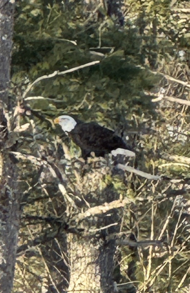 orel bělohlavý - ML647085343