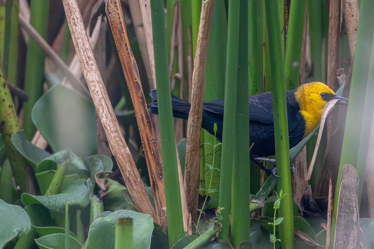 Yellow-hooded Blackbird - ML647085345
