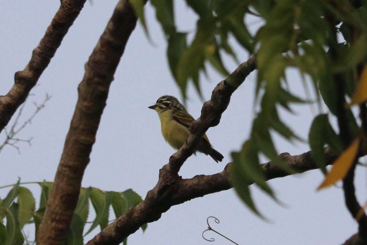 Yellow-fronted Tinkerbird - ML647085348