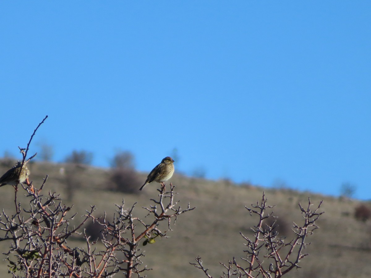 strnad luční - ML647085349