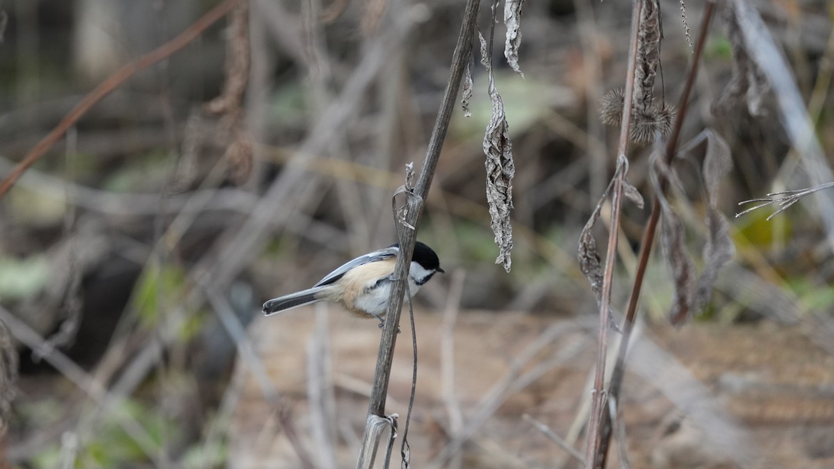 Black-capped Chickadee - ML647085350