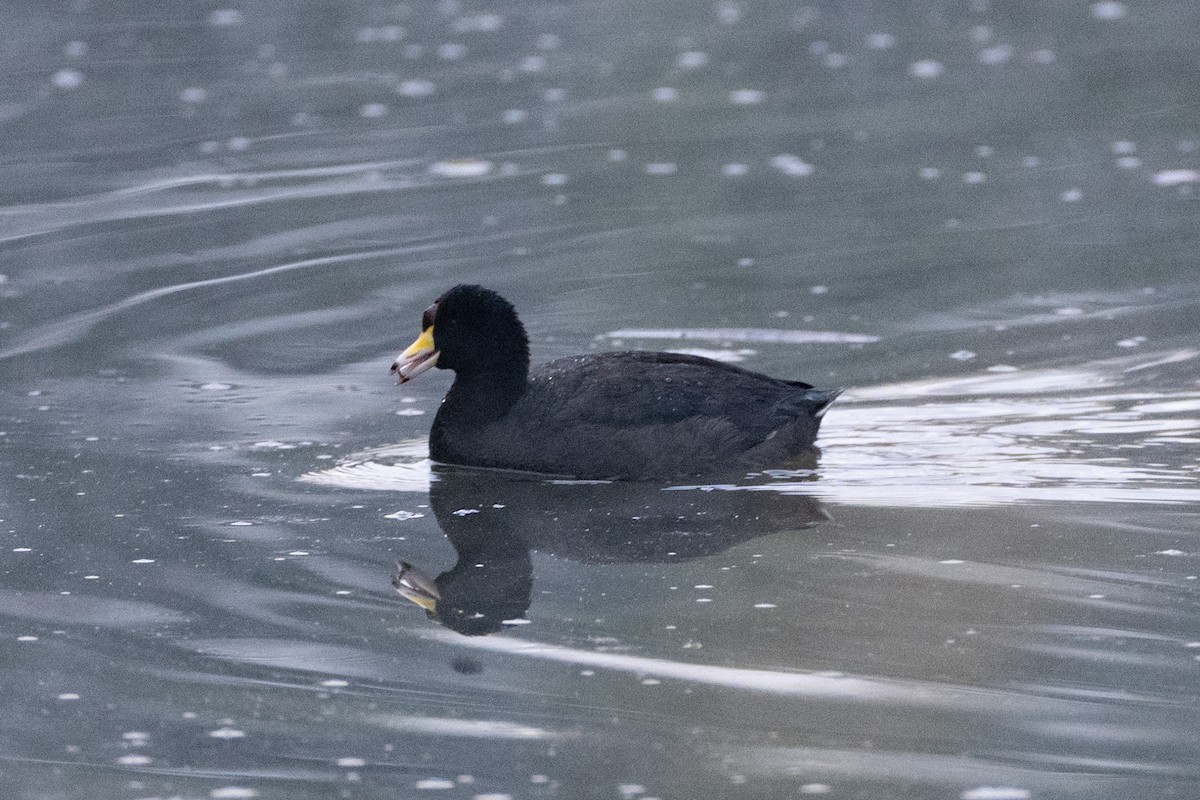 American Coot - ML647085351
