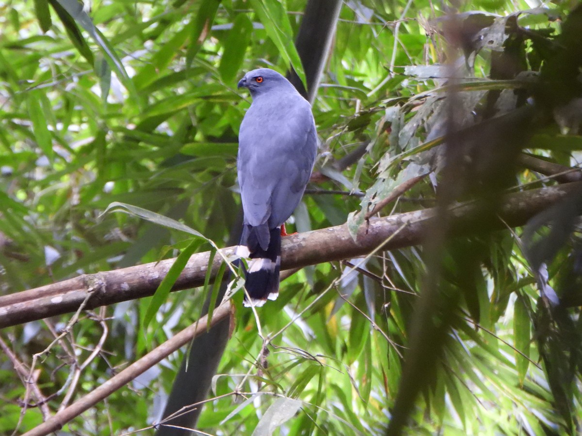 káně dlouhonohá - ML647085354