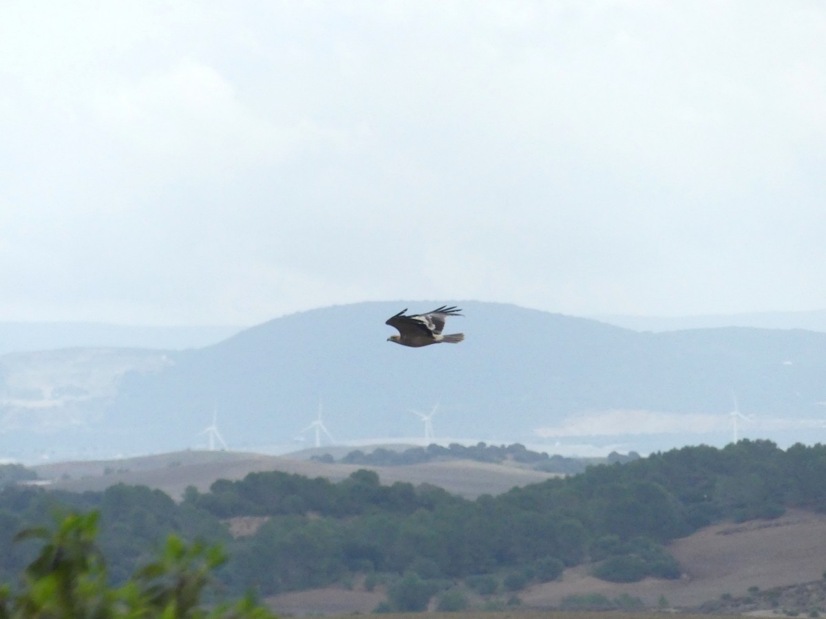 Spanish Eagle - ML647085355