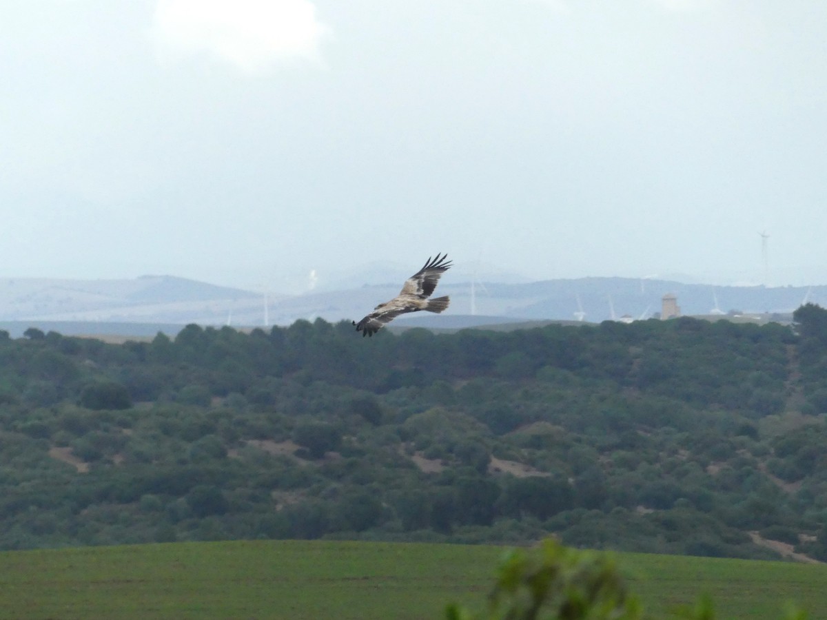 Spanish Eagle - ML647085356