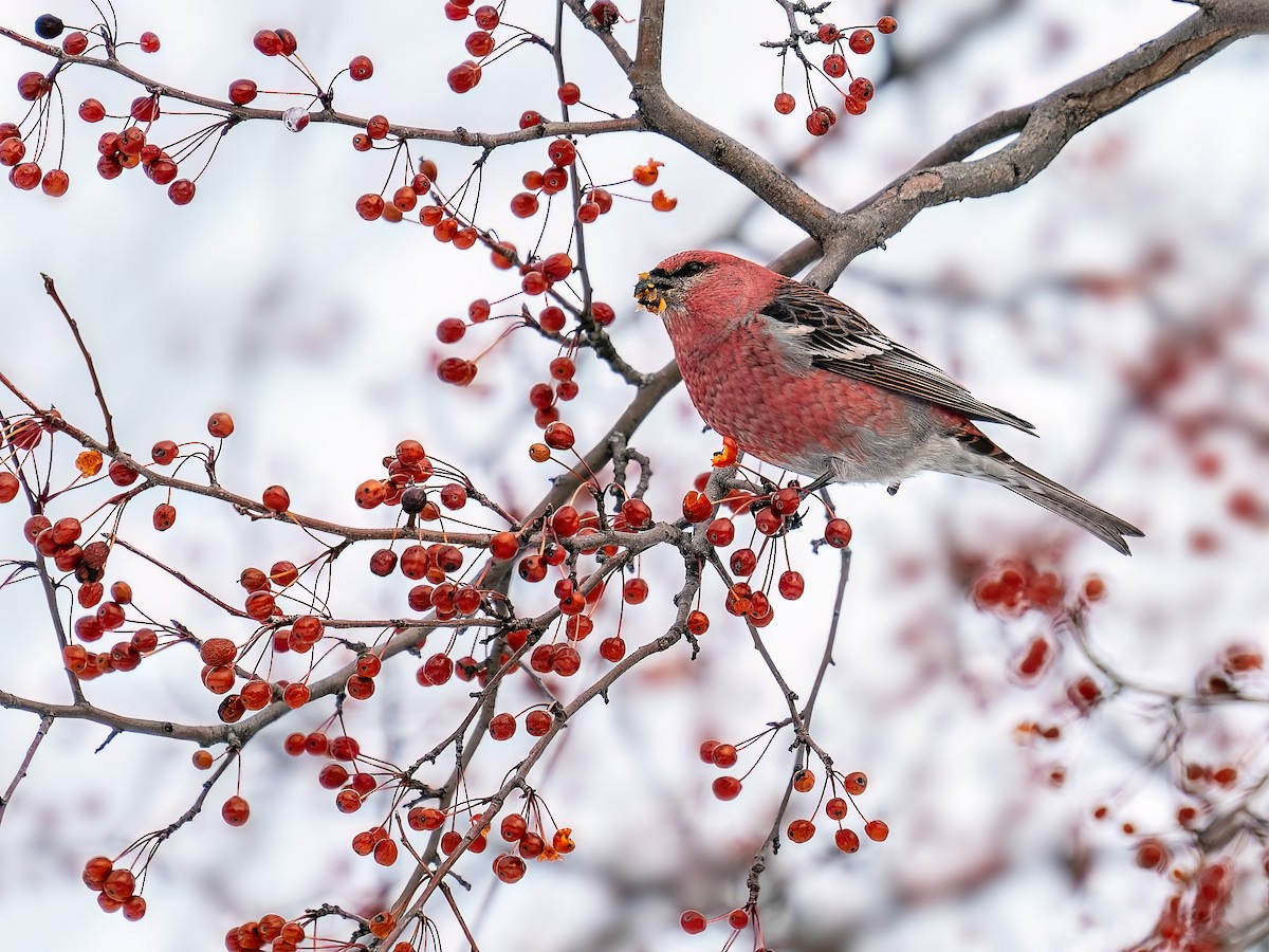 Pine Grosbeak - ML647085357