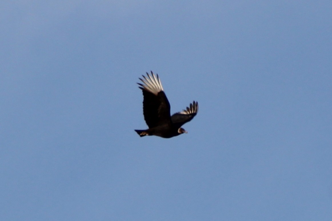 Black Vulture - ML647085358
