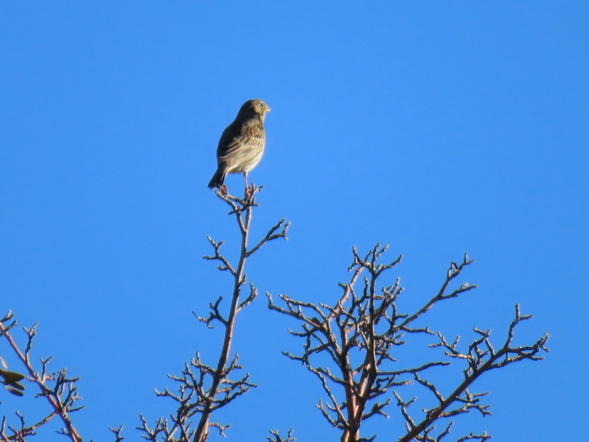 strnad luční - ML647085359