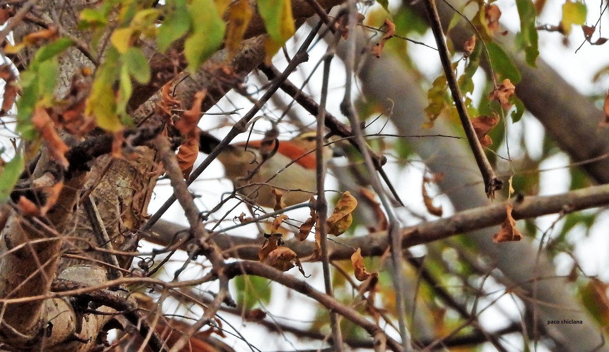 Brown-crowned Tchagra - ML647085360