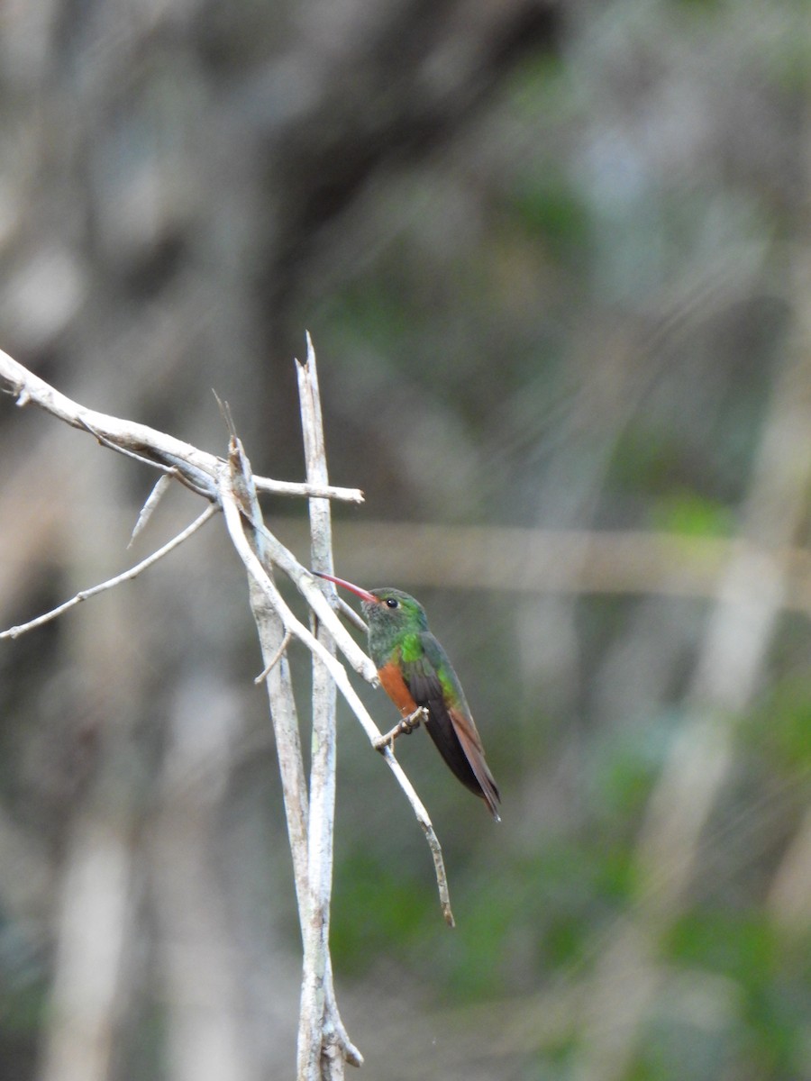 kolibřík yukatanský - ML647085362